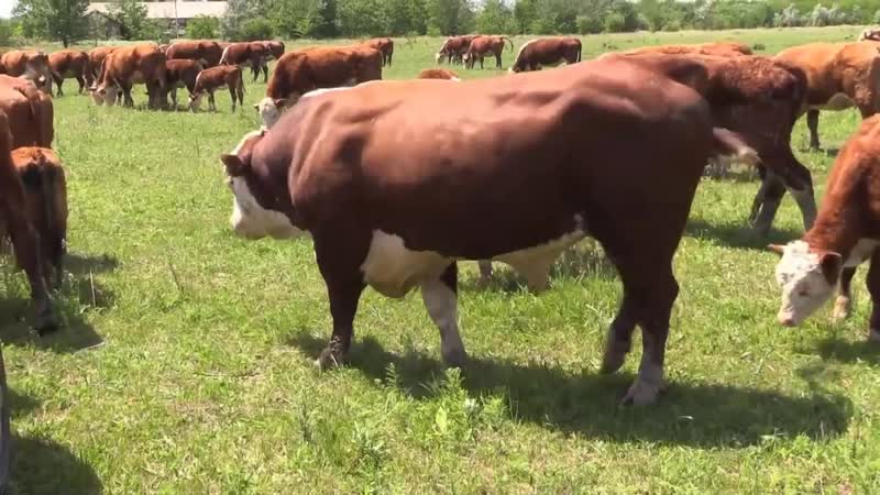 Племенная работа по разведению мясного крс герефордской породы