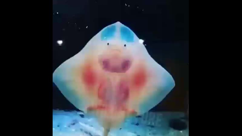 Детёныши ската