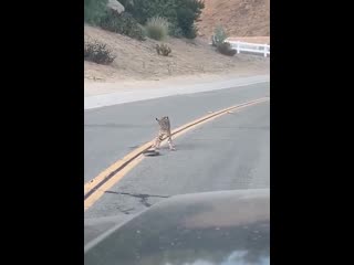 Bobcat vs rattlesnake