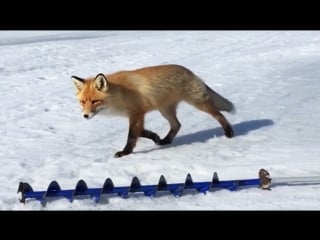 Рыжая пришла покушать