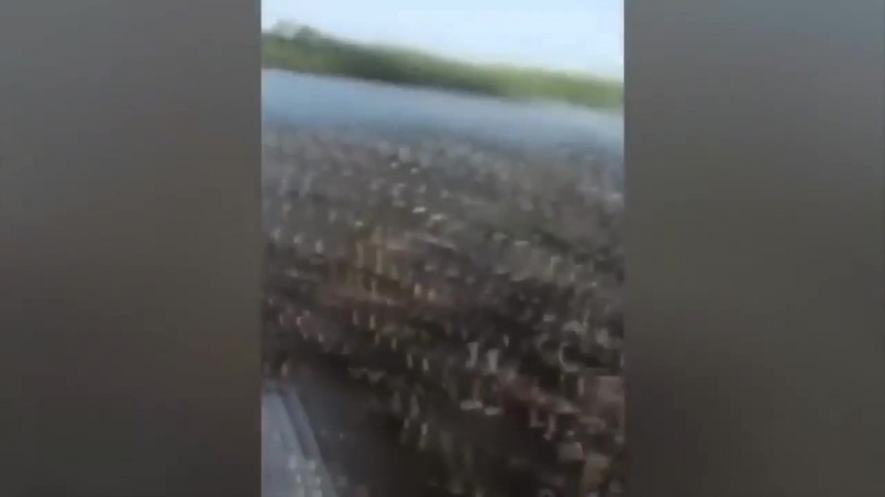 Кормежка диких уток