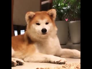 Com/shibasandakitas instagram com/akira hime akitainu