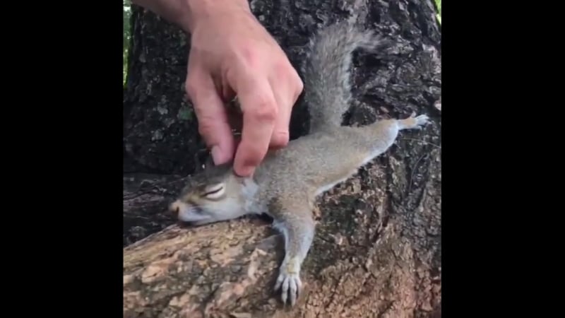 Массаж для милой белочки