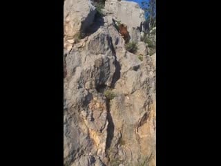 Bear climbing up a steep cliff