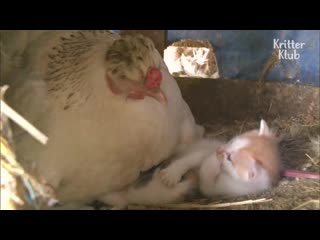 Hen sitting on cute kittens instead of eggs kritter klub