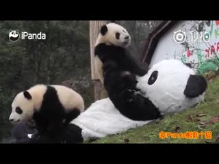 Keeper wears panda costume to interact with cubs to protect them from human atta