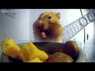 Inside a hamsters cheeks | pets wild at heart episode 1 preview | bbc one