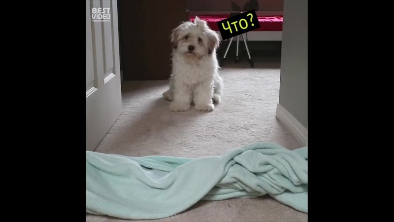 Пес по кличке беар показал фокус своему другу момо