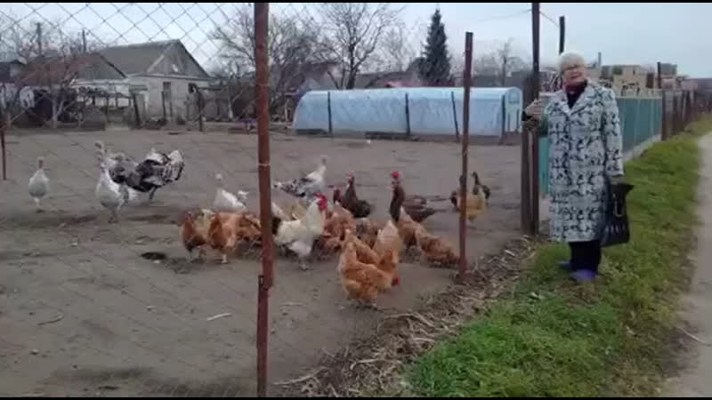 Даже куры в россии патриоты