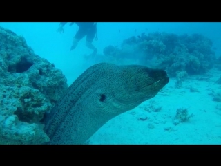 Labranda royal makadi (ex royal azur) 5