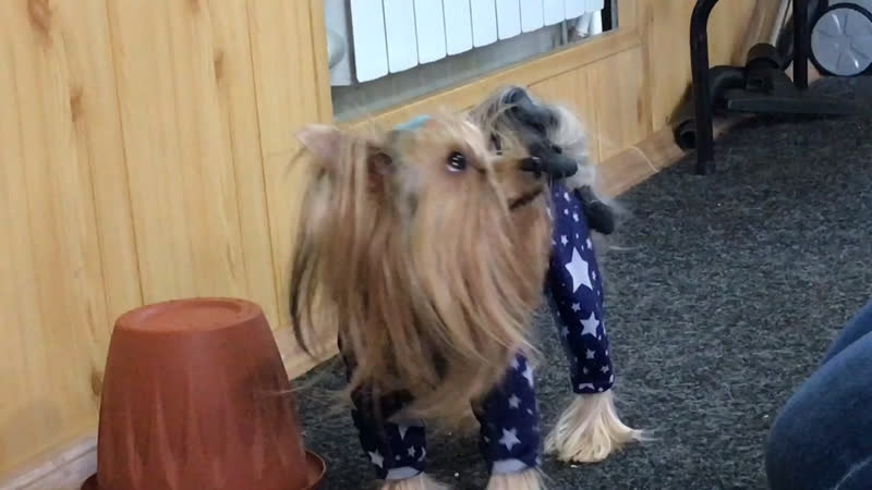 Шейпинг тренироа элек и настя