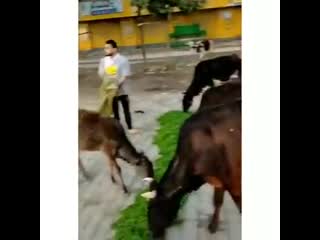 This man from india, regularly feed stray cows during lockdown