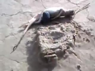 Definições de rola bosta atualizadas