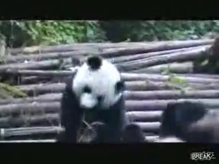 Мишка чихает))))))))))