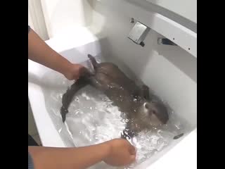 Выдра моется в раковине