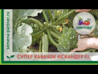 Супер кабачок искандер f1