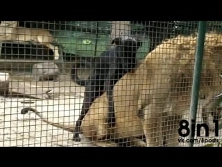 Молодые в зоопарке пытается совокупиться со львом / a dog tries to make love to a lion at the porn