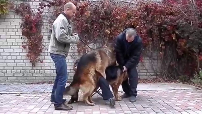Вязка молодые немецкие овчарки mating dogs कुत्ता संभोग। التزاوج الكلاب одесса