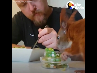 The dodo rescued squirrel loves snuggling with his dad