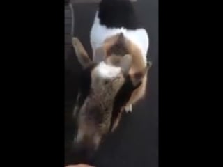 Карл встретил ламу (vhs video)