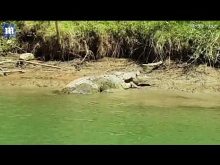 A huge saltwater crocodile makes a meal out of a freshwater croc