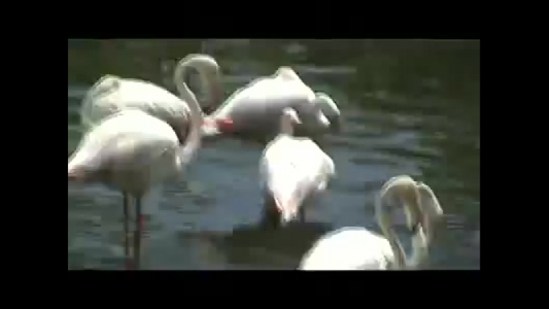 Олег ломовой мама! на серф не дует