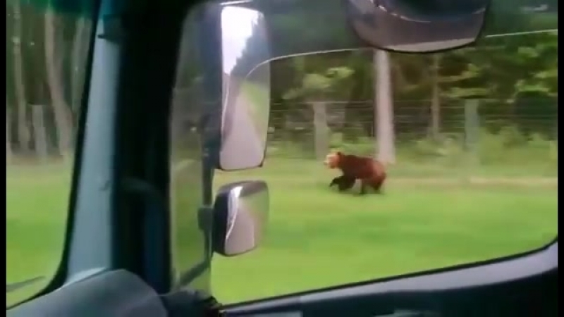 Медведь под минском