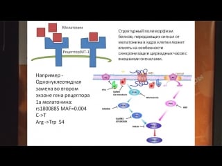 «разберём на атомы» кофеин для сов и мелатонин для жаворонков