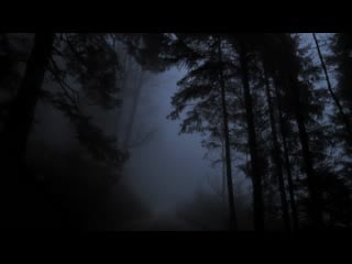 Virtual drive through the dark and foggy forest / rain and thunder