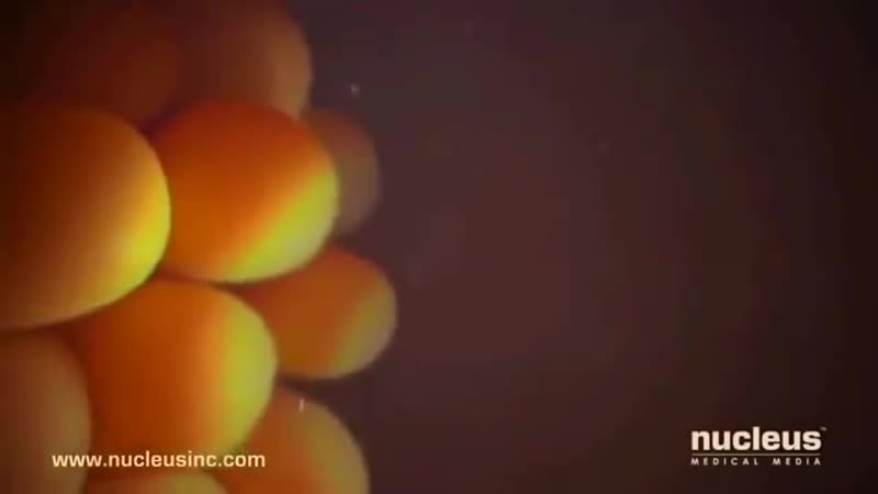 Sll оплодотворение яйцеклетки