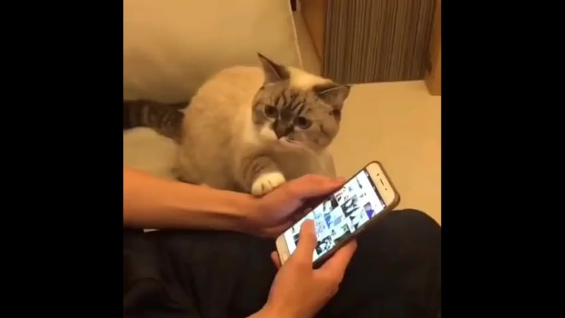 Погладьте своего котика, а не телефон