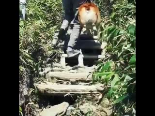 Woof mp4