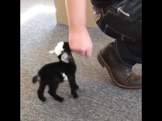 The tiniest goat 🐐 but wait for the tail wag