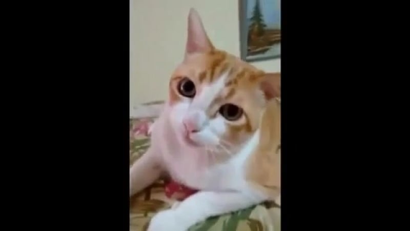 Кот подпевает