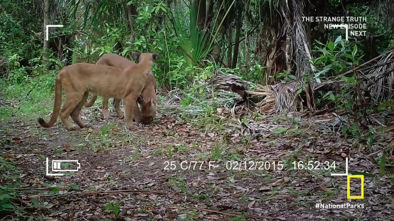 Национальные парки америки 3 я серия (эверглейдс) hd