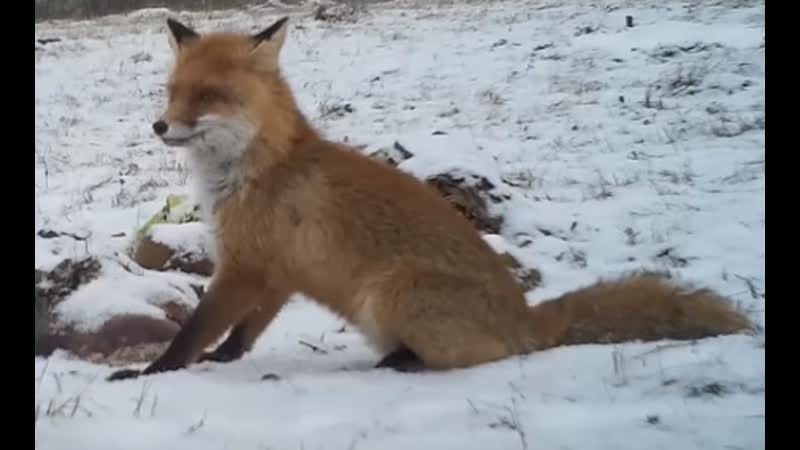 Охота на лису на приваде