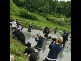 Live venue paddy field dot rice planting tokyo in cultivation
