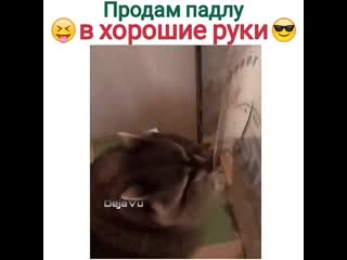 Продам падлу в хорошие руки