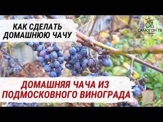 Домашняя чача из винограда рецепт чачи ставим брагу для чачи (виноградный самогон, граппа)