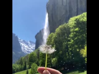 Dandelions secrets