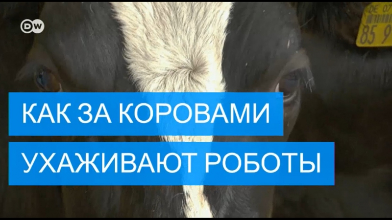 Сначала массаж потом молоко как роботы доят коров в германии