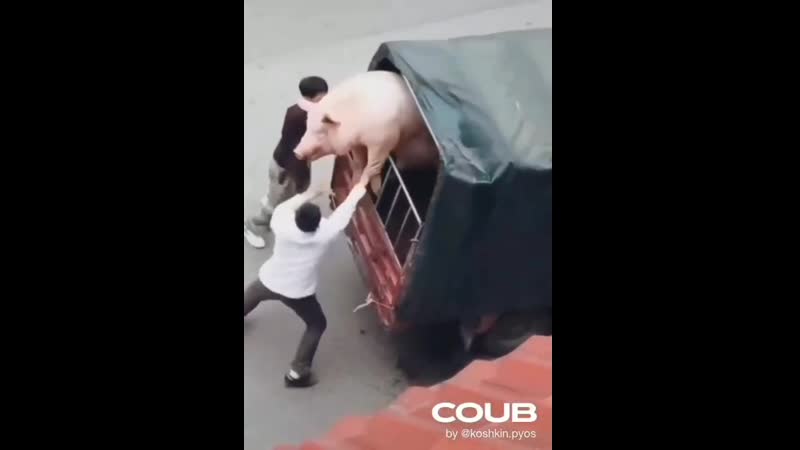 Волки позорные