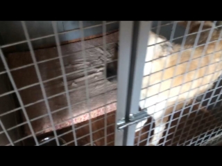 Саймон любит поболтать