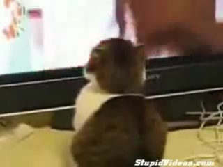 Драматический котэ