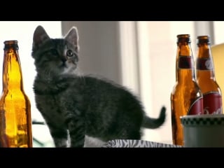 Steel panther poontang boomerang