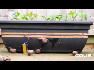 Growing tomatoes this summer? try this to keep snails away!