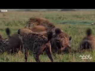 Lion porn by clan of hyenas full clip (with ending) dynasties bbc