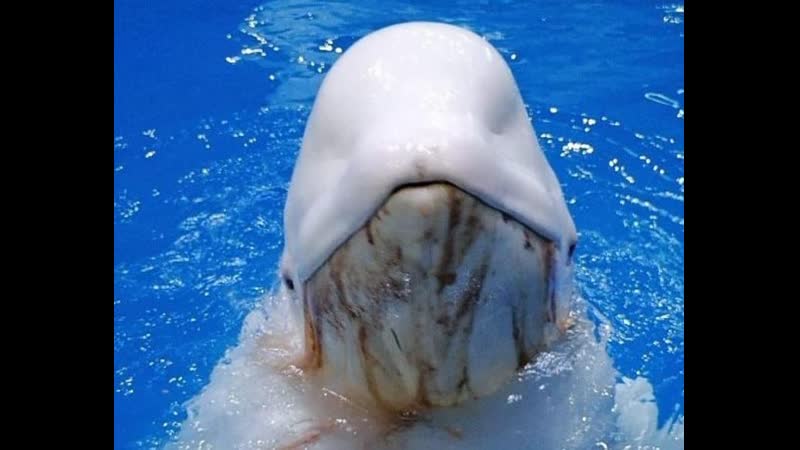 Моржа дважды спасали от смерти