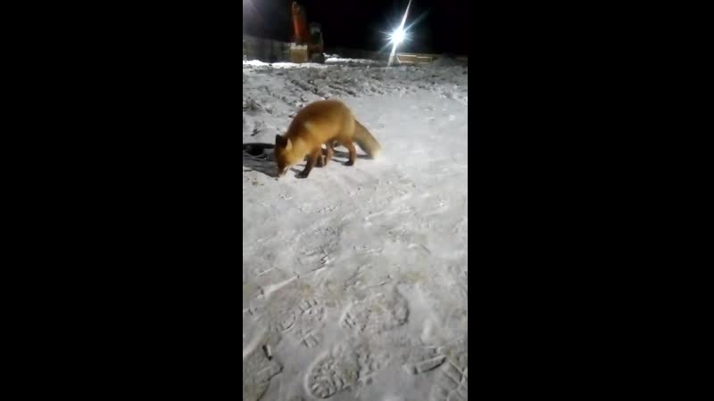 Троицко печорская лисичка