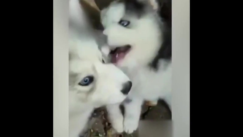 Husky porn video – Husky puppy
